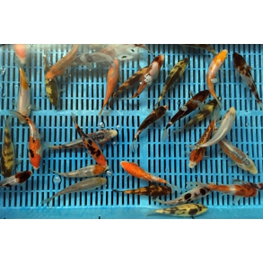 Japan Koi